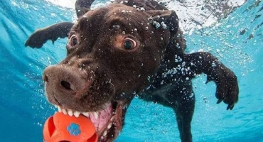 Кучето се дави - първа помощ